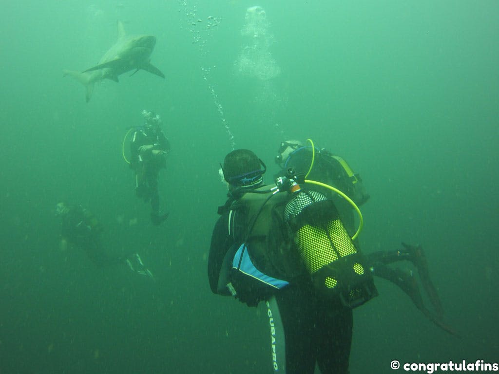 Blacktip shark with divers in South Africa