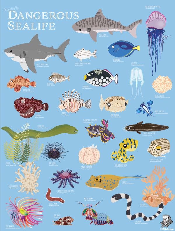 Dangerous Sealife Poster