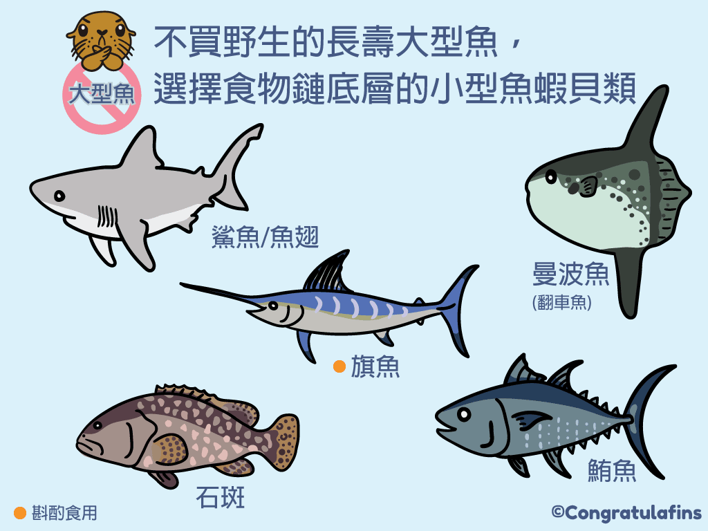 少買野生的長壽大型魚選擇食物鏈底層的小型魚蝦貝類