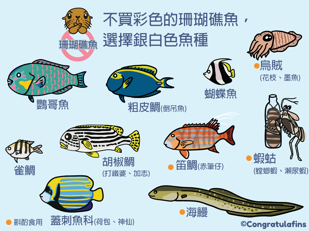 不食用珊瑚礁魚類，選擇銀白色魚種