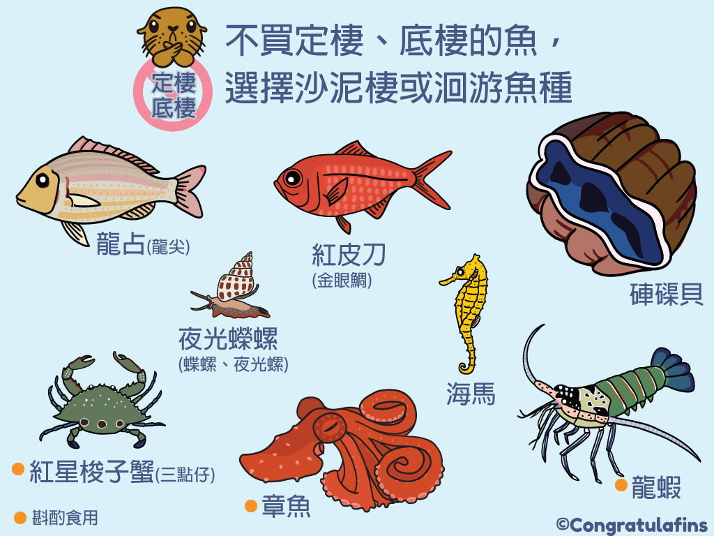 不買定棲、底棲魚選擇沙泥棲獲洄游魚種