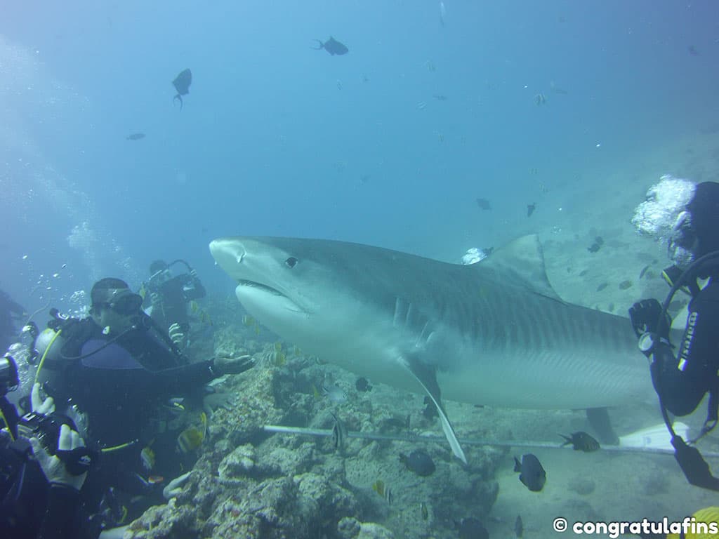 Tiger shark dive at Beqa Island, Fiji