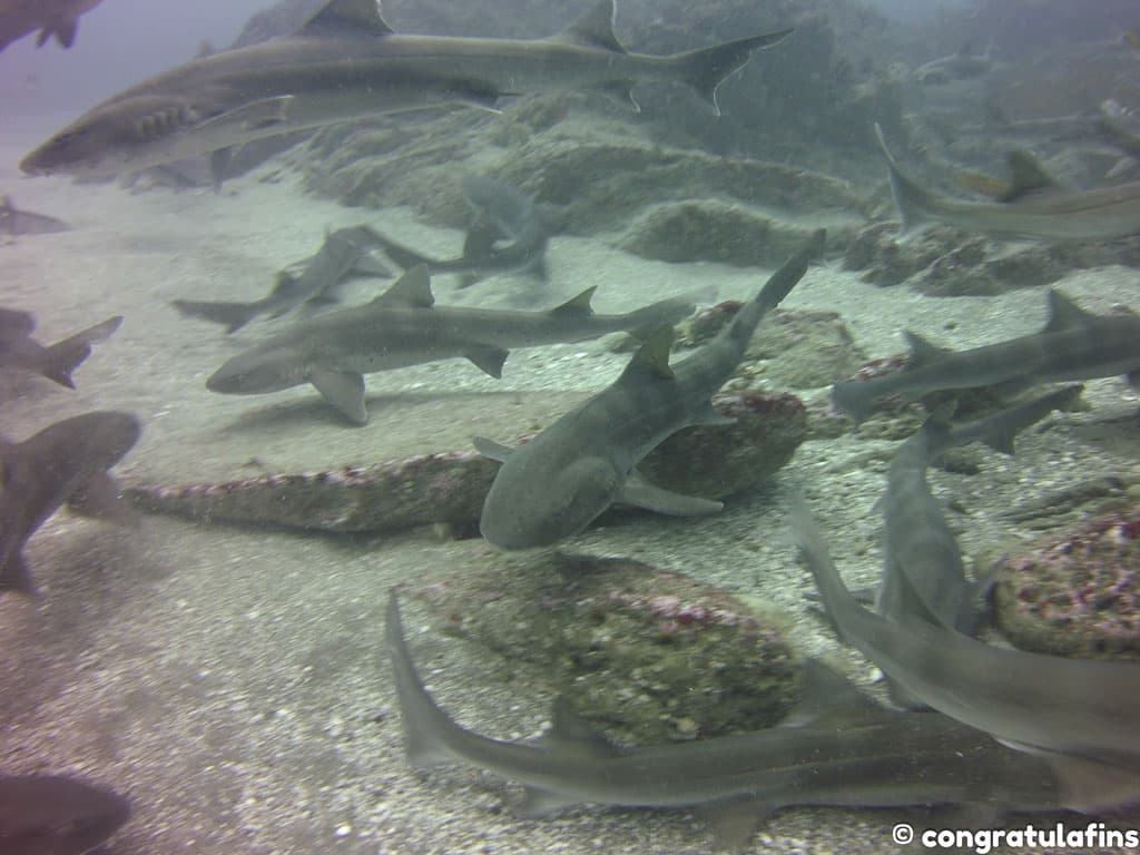 Houndsharks in Tateyama, Japan