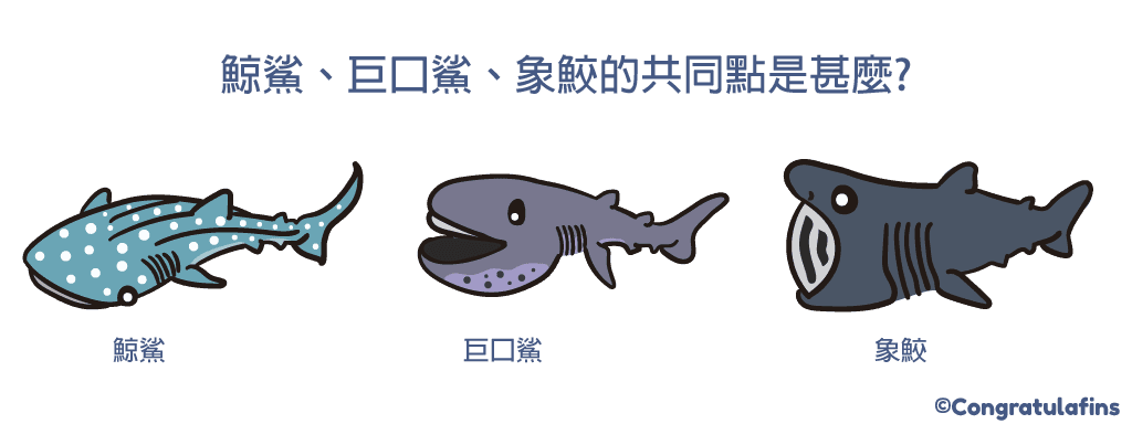 鯨鯊、巨口鯊、象鮫的共通點是甚麼?
