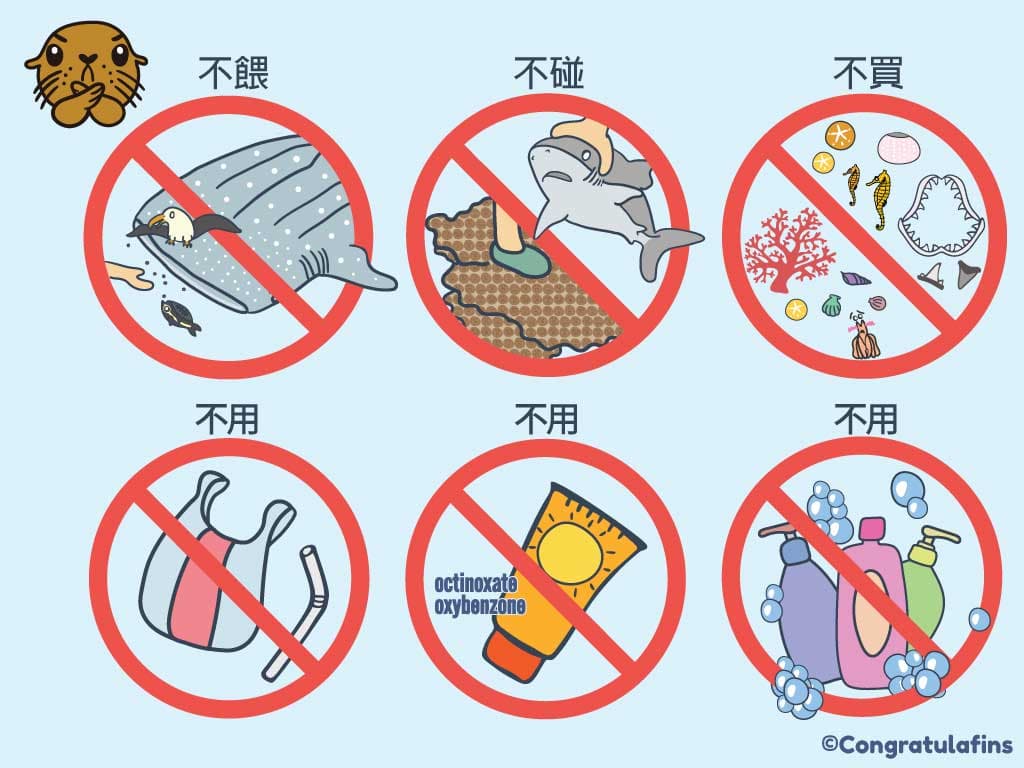 去海邊玩時如何海洋友善