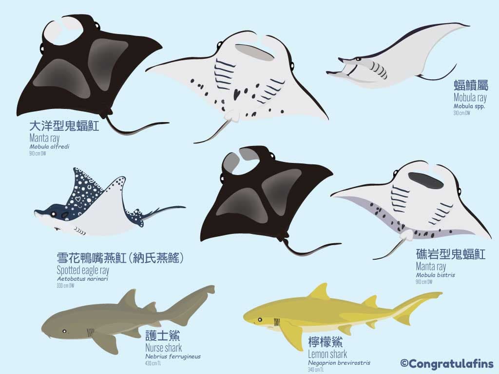 台灣常見的鯊魚