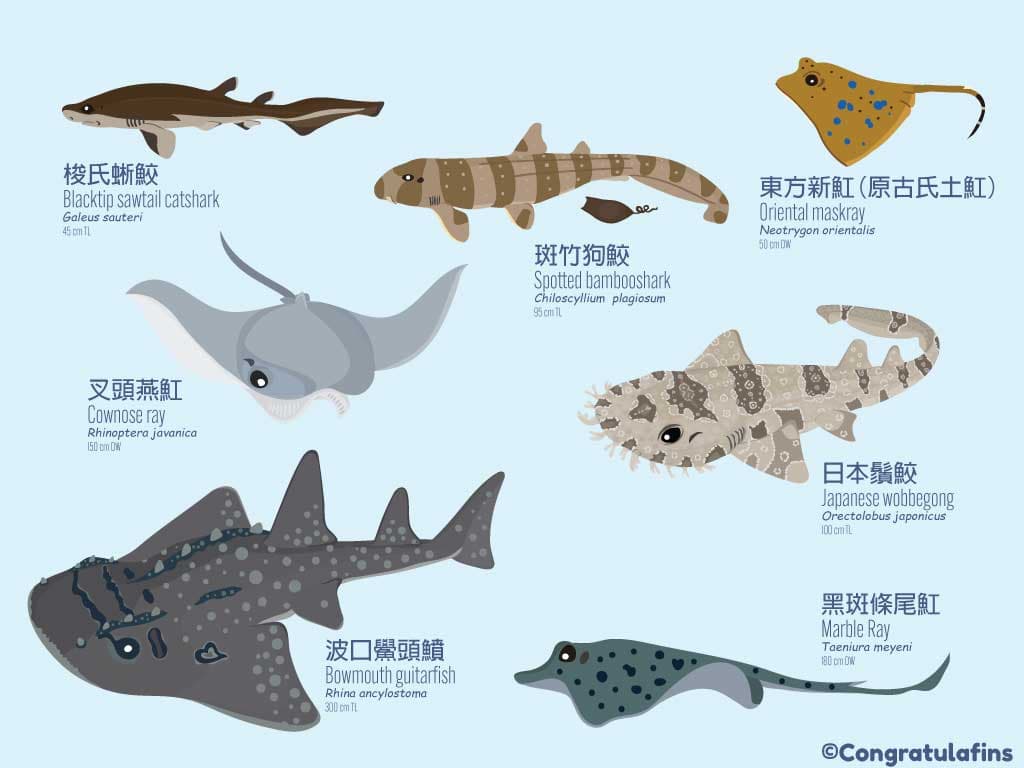 台灣常見的鯊魚