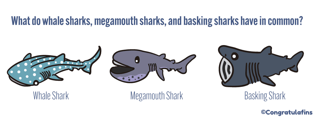 What do whale sharks, megamouth sharks and basking sharks have in common?