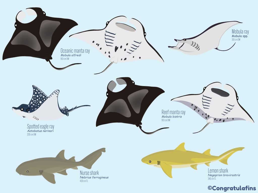 Sharks of Taiwan