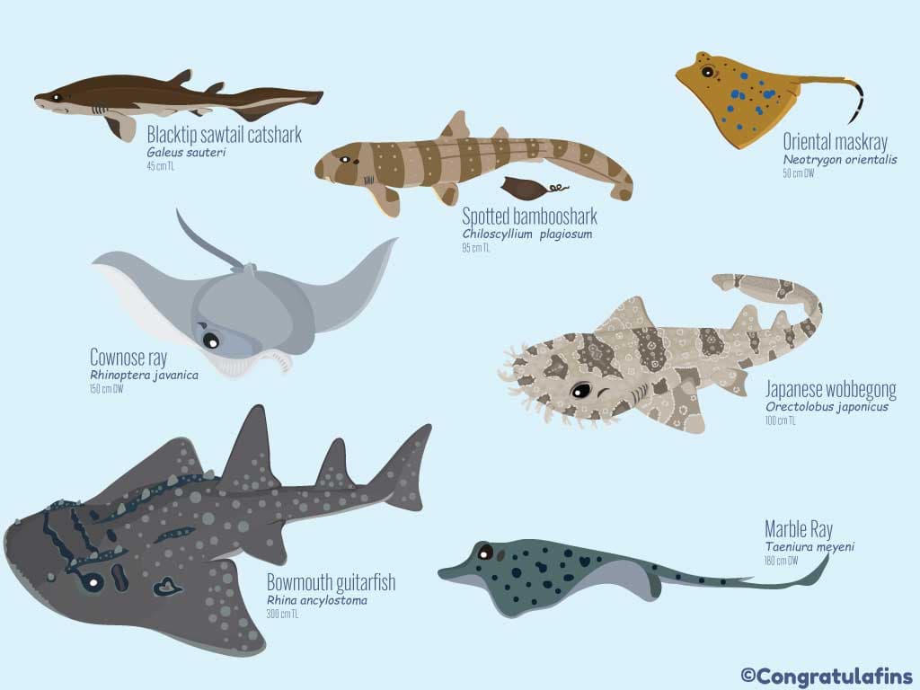 Sharks of Taiwan