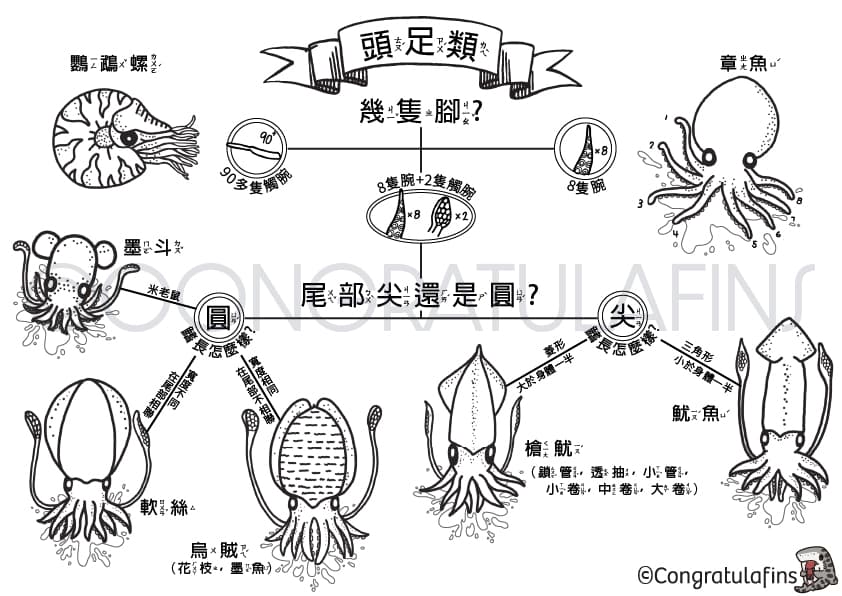 頭足類著色畫