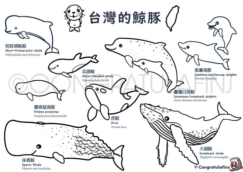 鯨豚著色畫