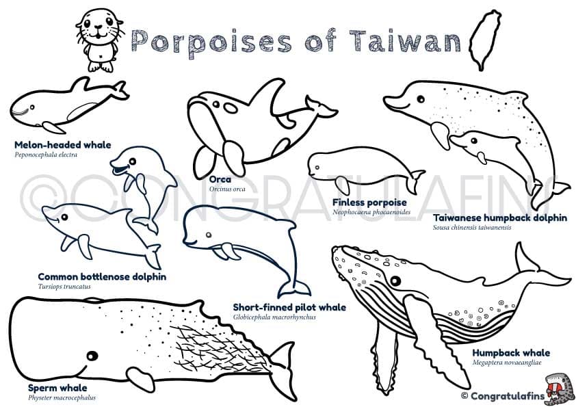 Porpoises coloring image