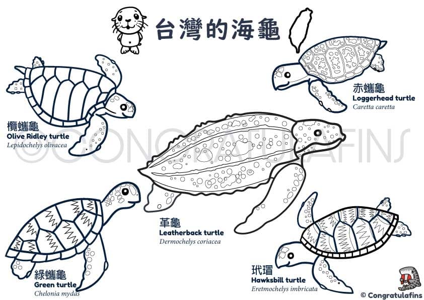 海龜著色畫