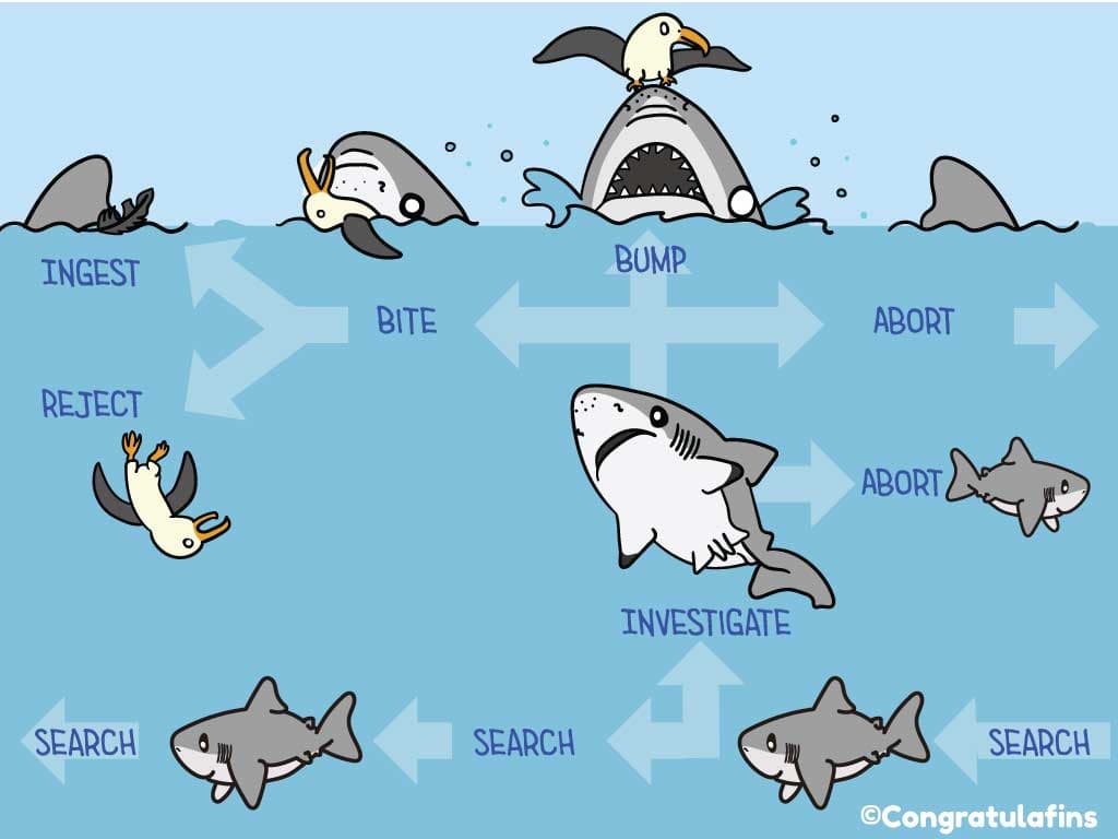 Shark feeding behavior