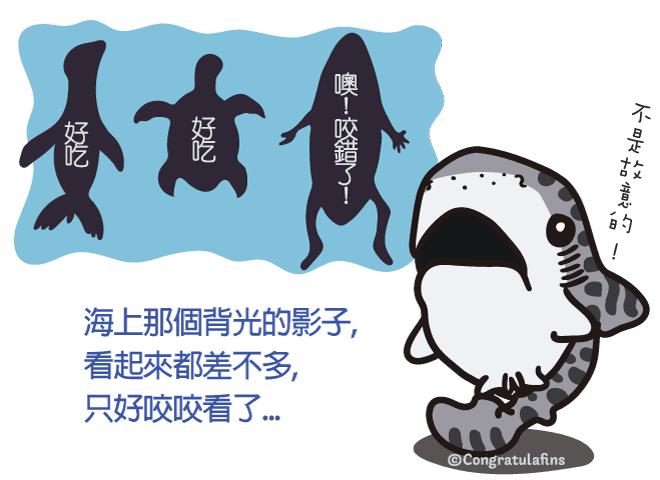 海豹海龜衝浪客背光的影子，在水底鯊魚的眼裡都岔不多，只好咬看了