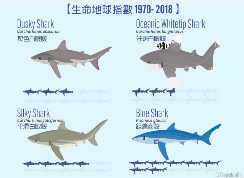 1970到2018各種鯊魚生命指數的減少率