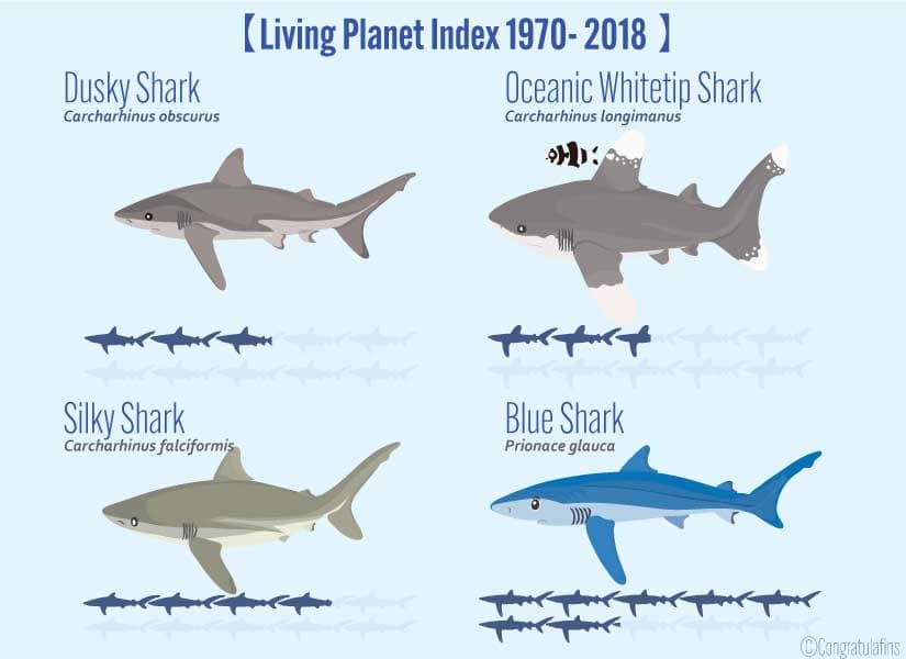 Reduction in shark numbers by species from 1970 to 2018