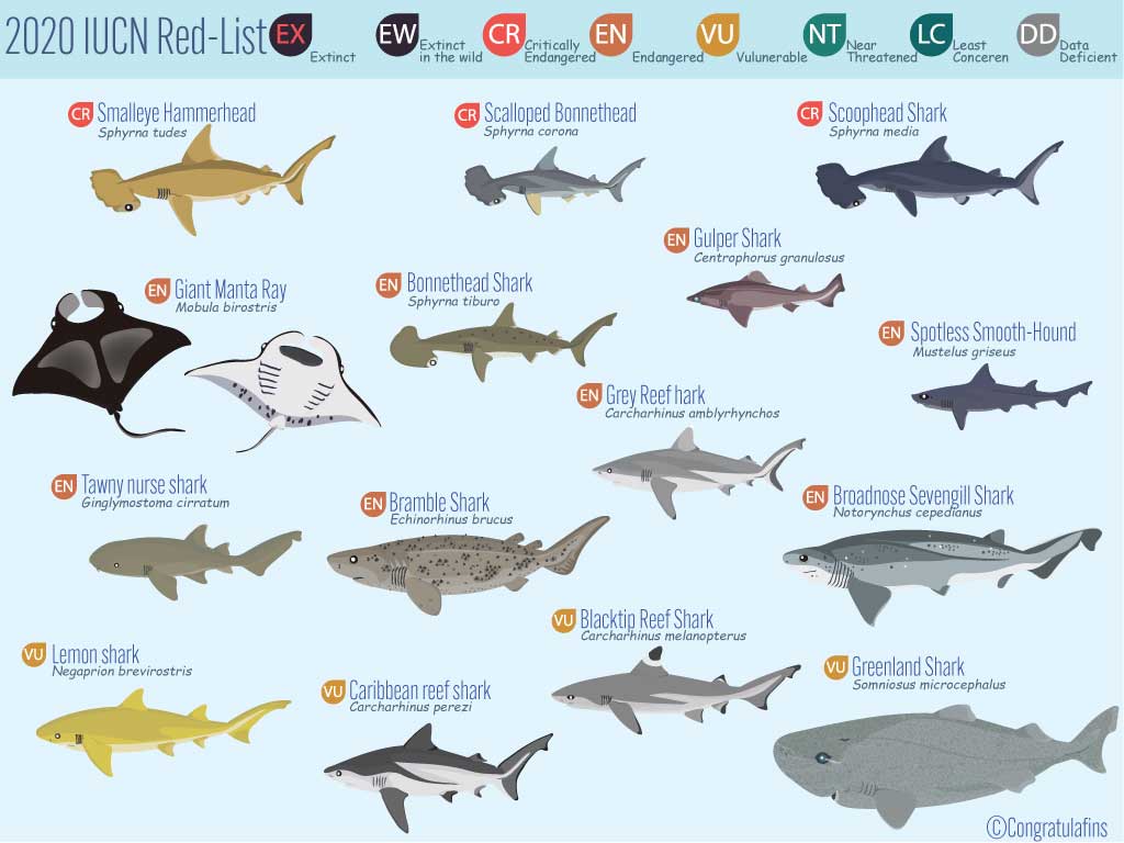 2020 International Union for Conservation of Nature red list of endangered shark species