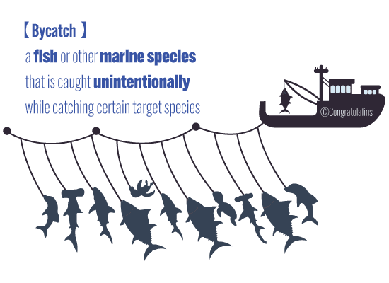 Bycatch is a fish or other marine animal that is unintentionally caught by fishing activity that was targeting a different species