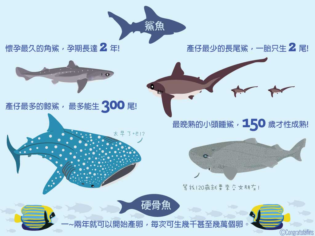 鯊魚的繁殖緩慢