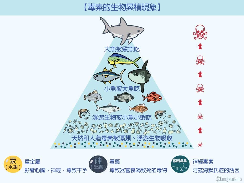毒素的生物累積現象