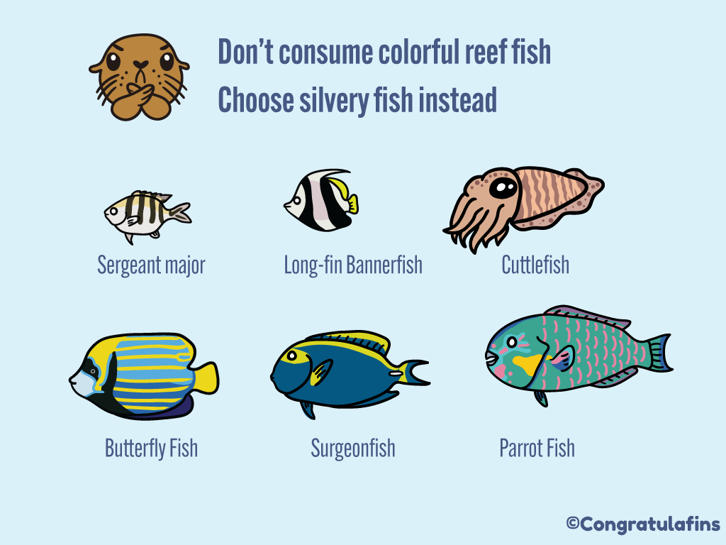 Don't consume colorful reef fish, choose silvery fish instead