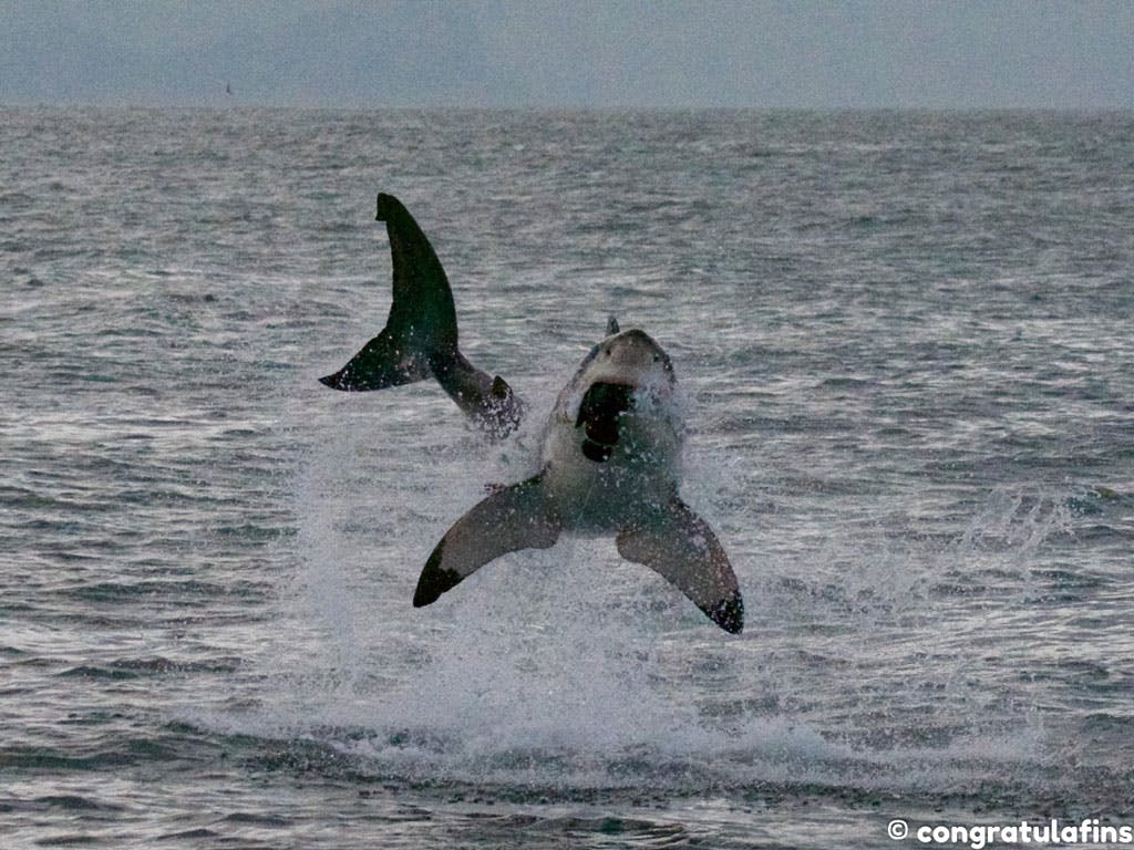 Great white shark jumps out of the water at a seal decoy in False Bay, South Africa