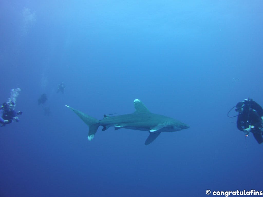 Oceanic whitetip shark with divers in the Red Sea, Egypt