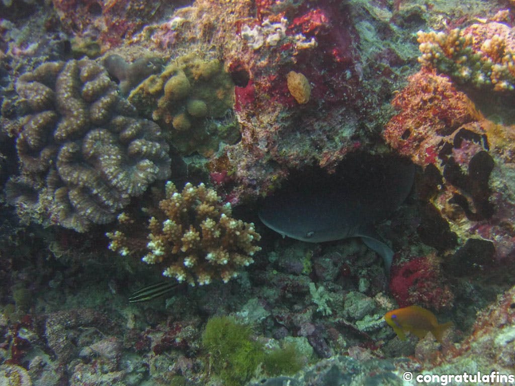 Baby whitetip reef shark hiding under coral