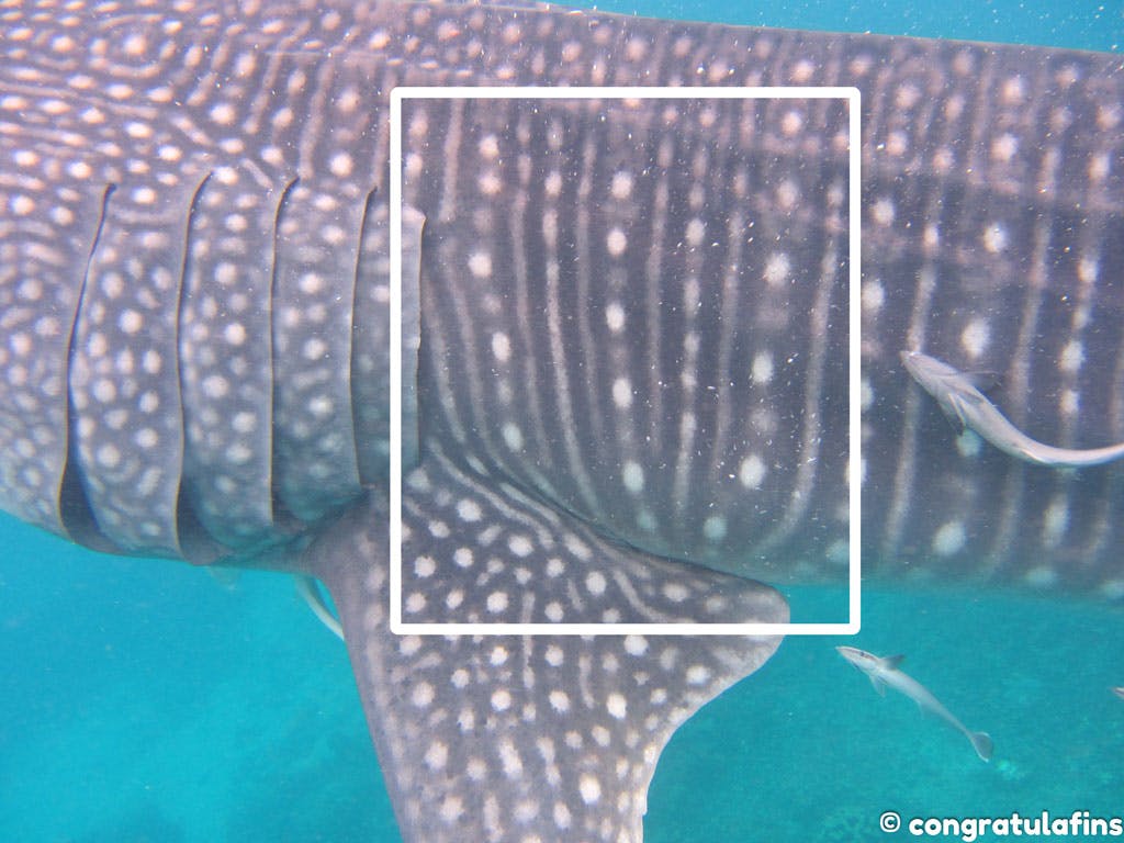 Whale shark spots at left pectoral fin, the spots at this location are used for identification of the individual