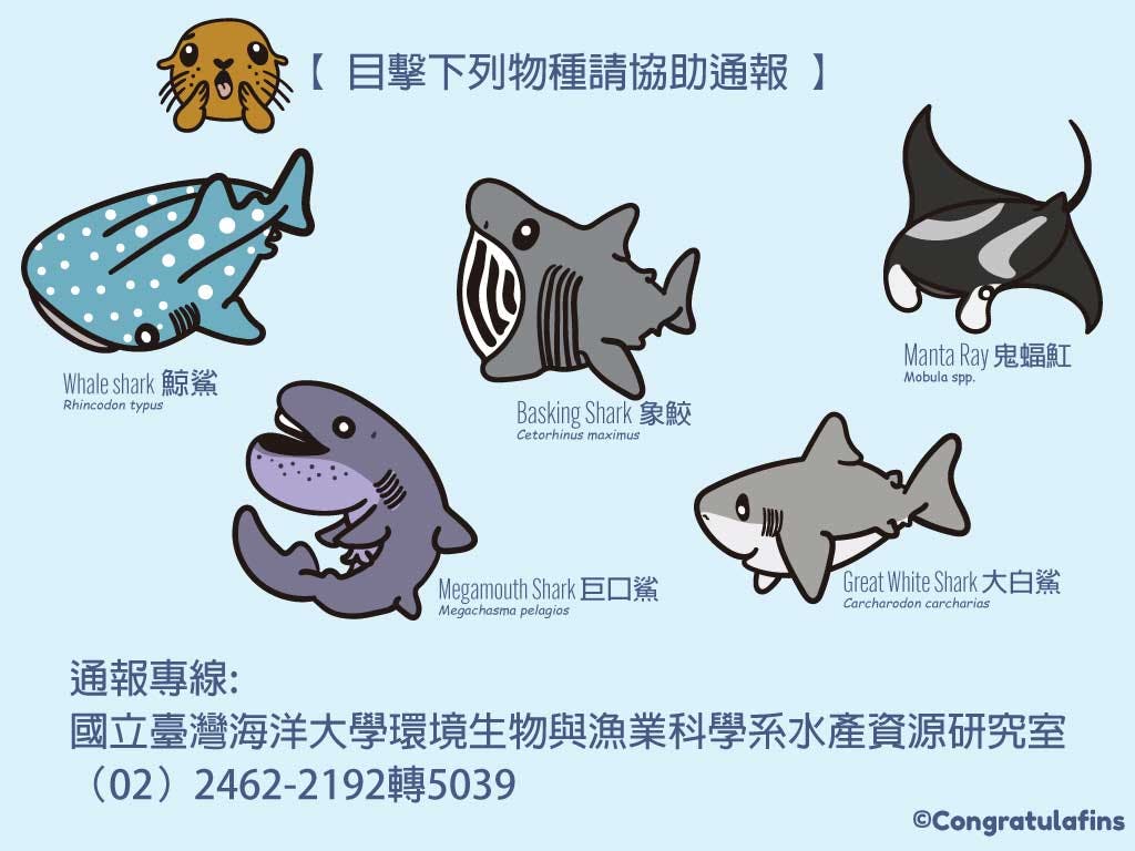 台灣常見的鯊魚