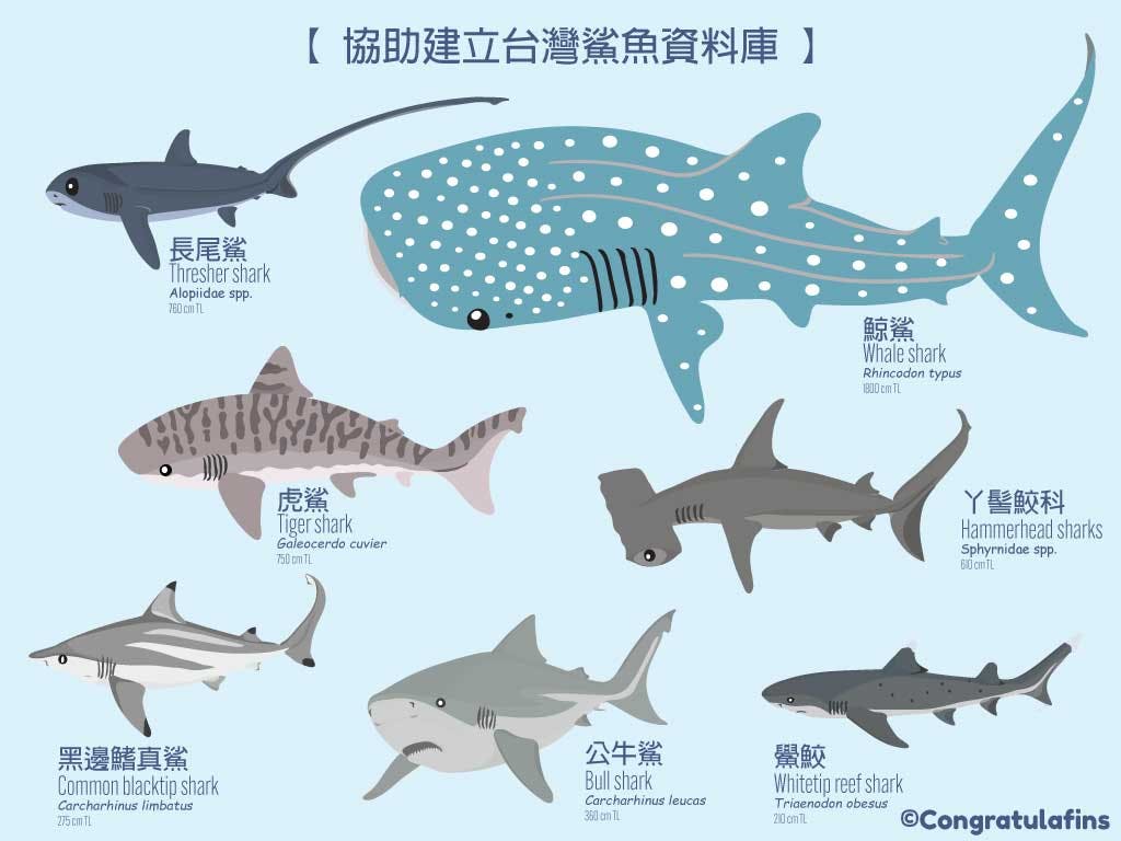 台灣常見的鯊魚