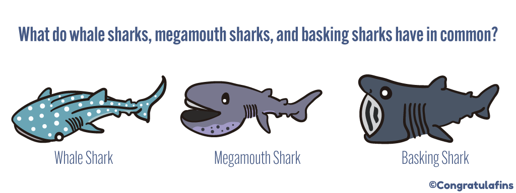 What do whale sharks, megamouth sharks and basking sharks have in common?