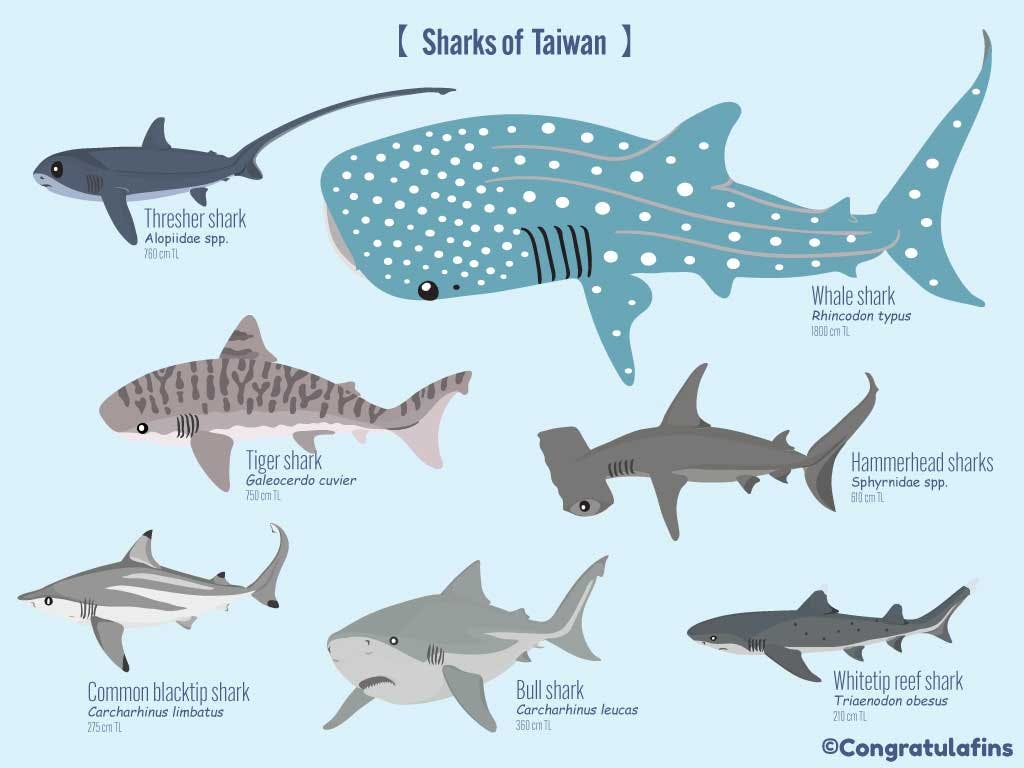 Sharks of Taiwan