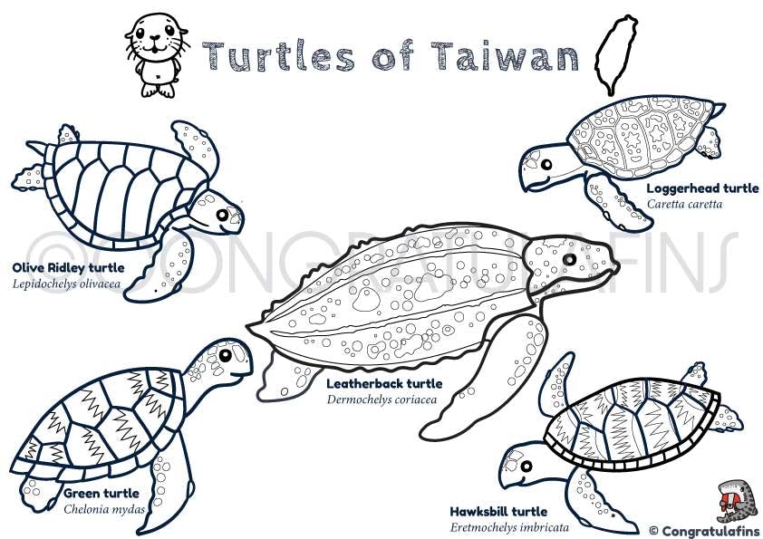 Turtles coloring image