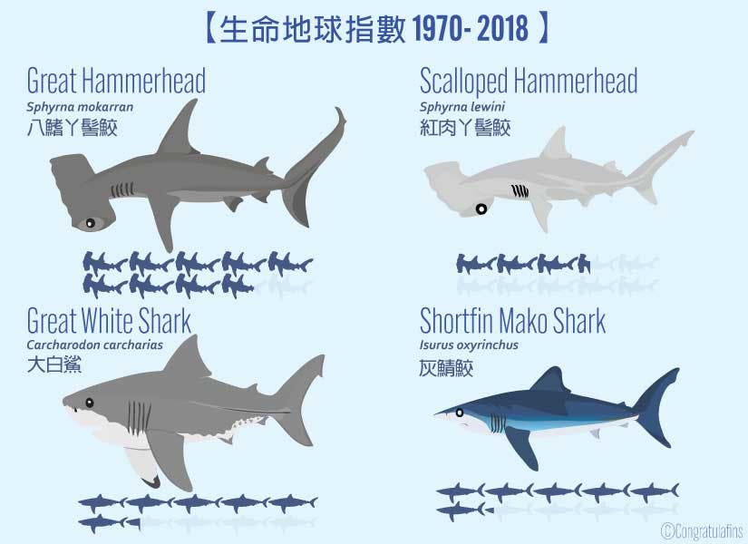 1970到2018各種鯊魚生命指數的減少率 