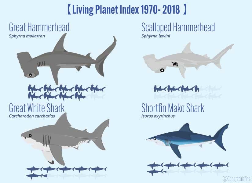 Reduction in shark numbers by species from 1970 to 2018