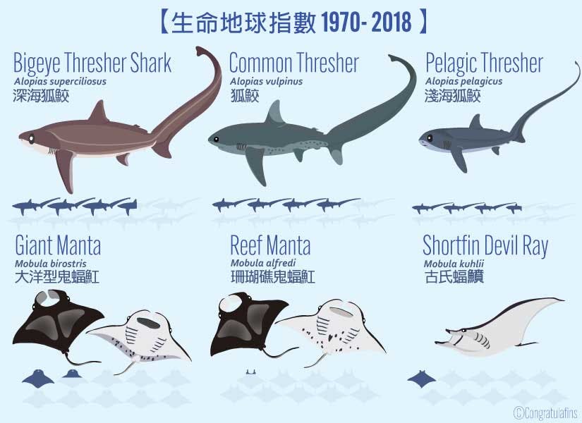 1970到2018各種鯊魚生命指數的減少率