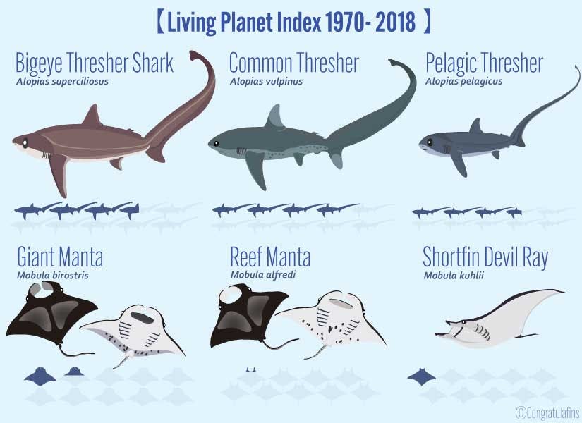 Reduction in shark numbers by species from 1970 to 2018