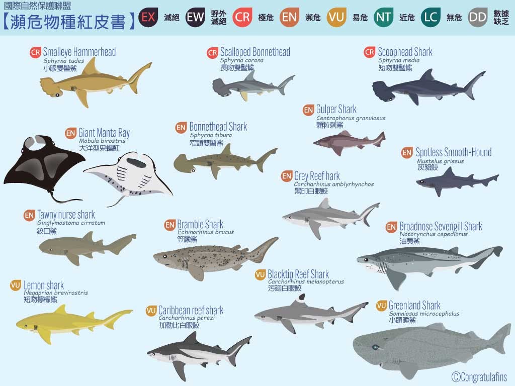 入榜國際自然保護聯盟2020年紅皮書的鯊魚