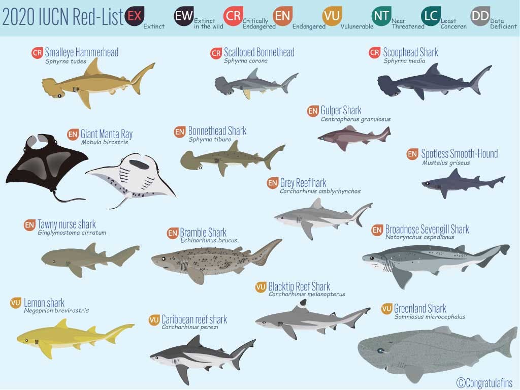 2020 International Union for Conservation of Nature red list of endangered shark species
