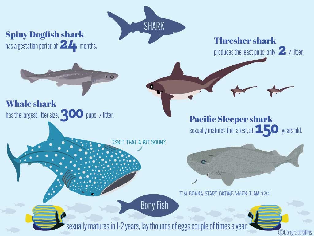 Shark reproduction facts by species