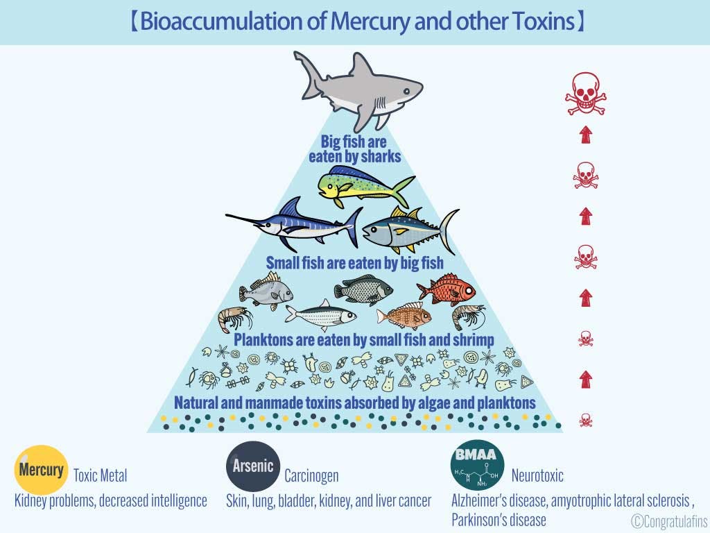 Bioaccumulation of mercury and other toxins in shark species