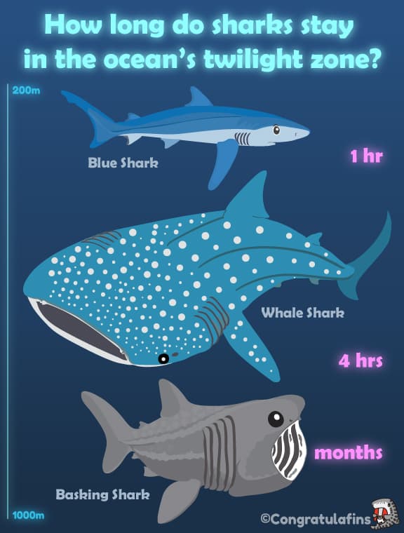 How long do sharks stay in the twilight zone?