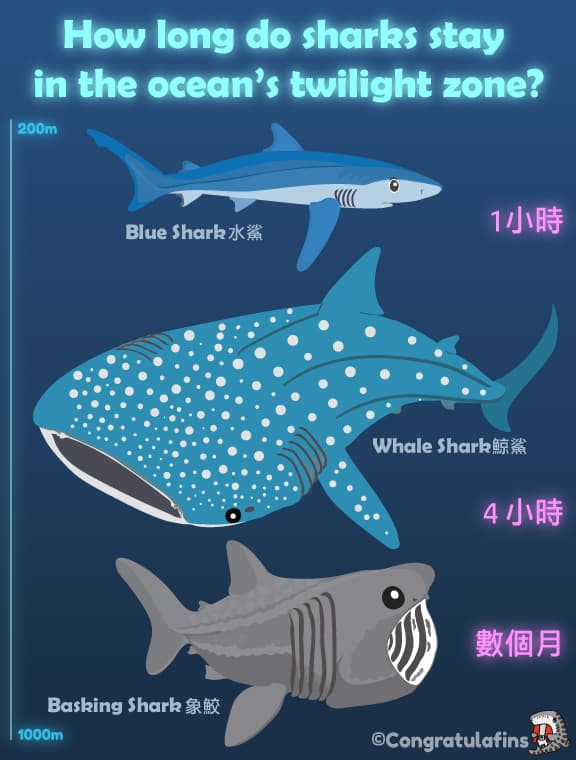 鯊魚在暮光區待多久呢?