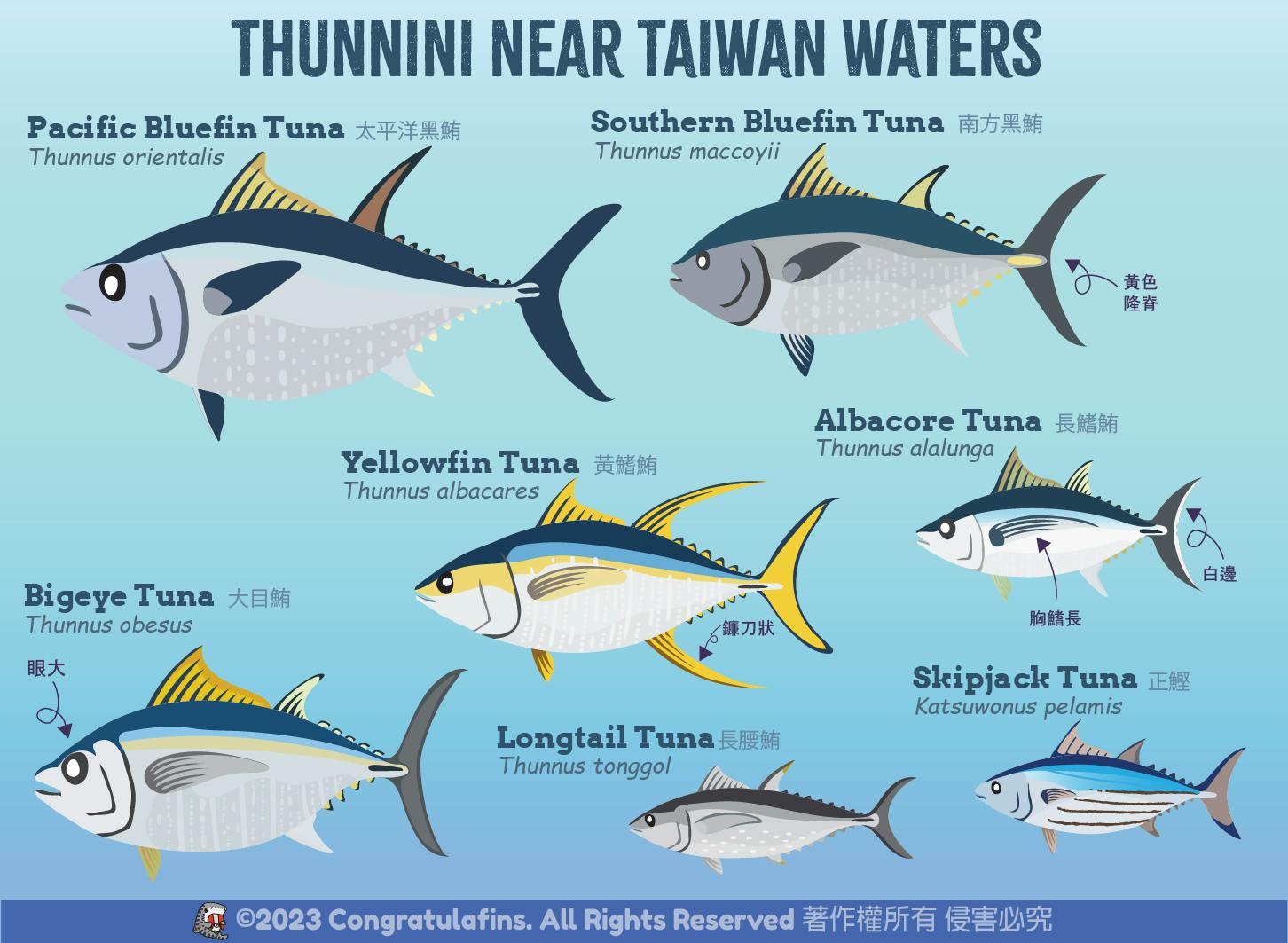 台灣常見的鮪魚