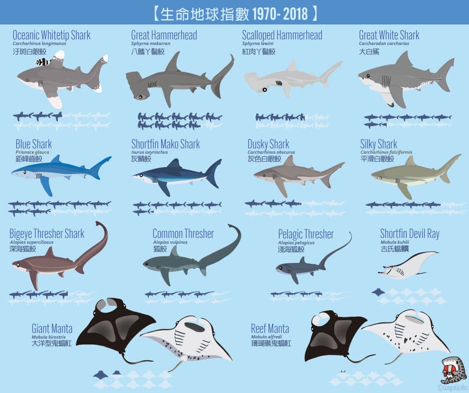 鯊魚魟魚正在迅速消失中