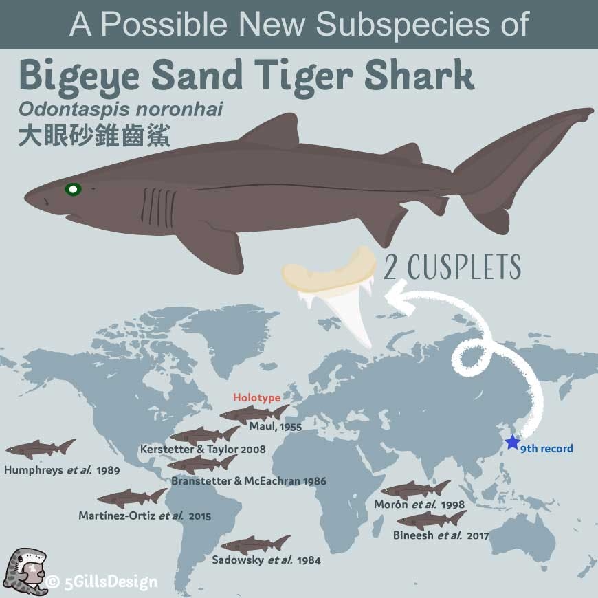 Possible New Subspecies of Bigeye Sand Tiger Shark