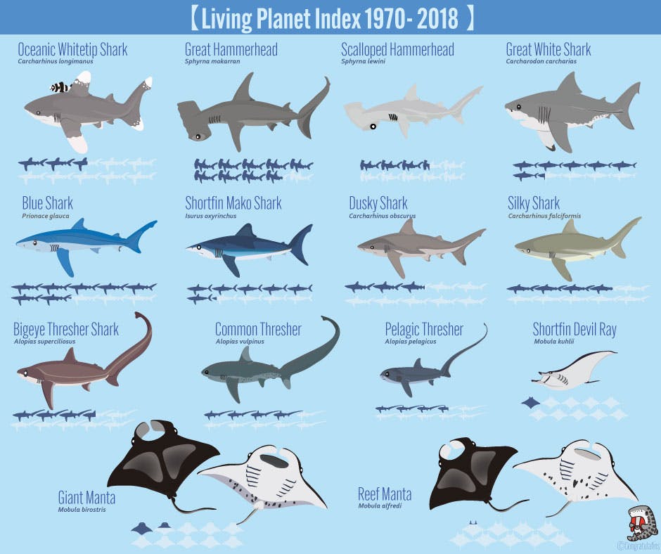 Sharks and Rays are Declining Fast